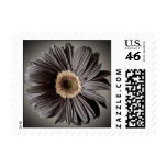 Dark Daisy Postage Stamps