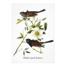 Dark-eyed Junco - John James Audubon Invites