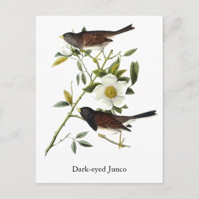 Dark-eyed Junco - John James Audubon Postcard