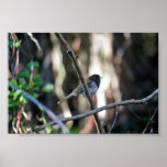 Dark-eyed junco on branch print