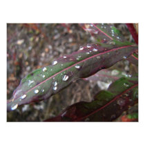 Dark Green and Red Leaves