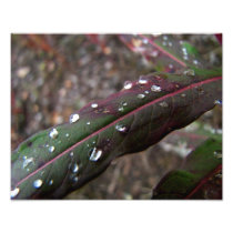 Dark Green Fireweed Leaf with Water Droplets Photo Art