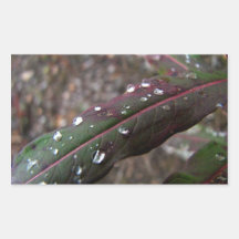 Dark Green Fireweed Leaf with Water Droplets Stickers