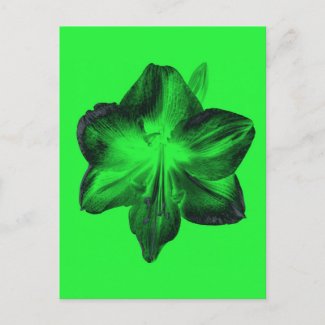Dark Green on Light Green Amaryllis zazzle_postcard