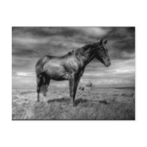 Dark Horse Postcard by autregusto Dark Horse Postcard