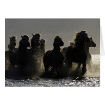 Dark Horses III Horse Greeting Card