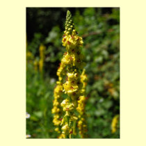 Dark mullein, Verbascum nigrum posters