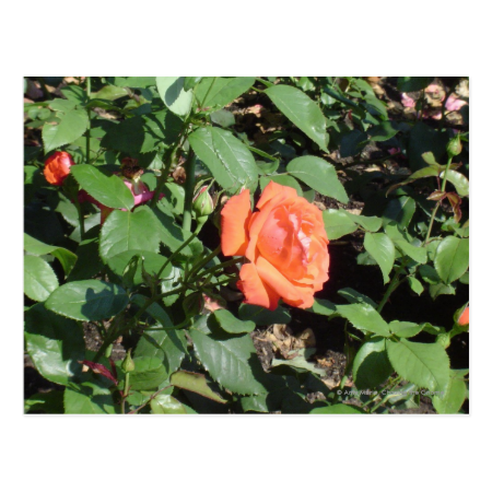 Dark Orange Rose Postcard