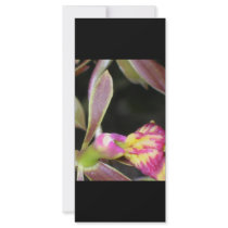 dark orchid rack cards
