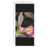 dark orchid custom rack card