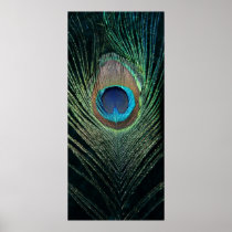 Dark Peacock Feather Still Life Print