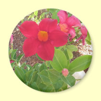 Dark Pink Flower magnets