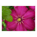 Dark Pink Flower Picture posters by ivanka Dark Pink Flower Picture posters