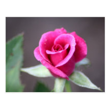 dark pink mini rose postcard