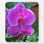 Dark Pink Phalaenopsis Orchid mousepads