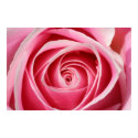 Dark Pink Rose 01 posters by dmsanmartin Dark Pink Rose 01 posters