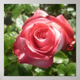 Dark Pink Rose