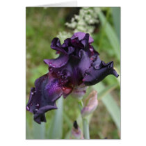 Dark Purple Iris Greeting Card