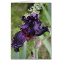 Dark Purple Iris cards