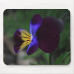 Dark Purple Pansie 2 Mousepad