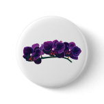 orchid, purple, phalaenopsis, tropical, bloom,