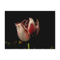 Dark Purple Tulip postcards