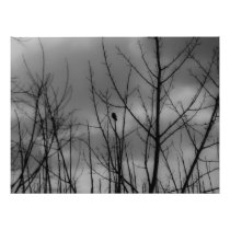 Dark Raven Photographic Print