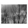 Dark Raven Photographic Print