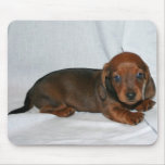 Dark Red Dachshund Puppy Mouse Mats