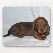 Dark Red Dachshund Puppy mousepads