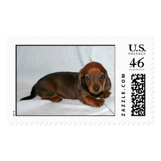 Dark Red Dachshund Puppy Postage Stamps