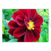 Dark red dahlia cards