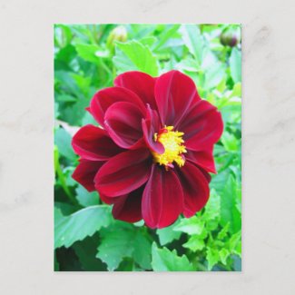 Dark red dahlia postcard