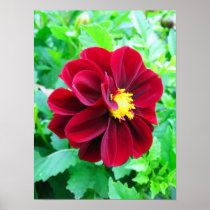 Dark red dahlia posters