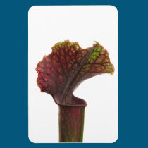 Dark Red Pitcher Plant magnets