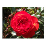 Dark Red Rose Post Cards