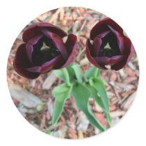 Dark Red Tulip Stickers by shellmart Dark Red Tulip Stickers