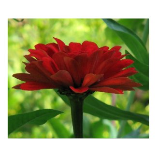 Dark Red Zinnia print