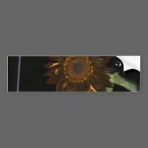 Dark Sunflower at Night bumper stickers