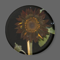 Dark Sunflower at Night magnets