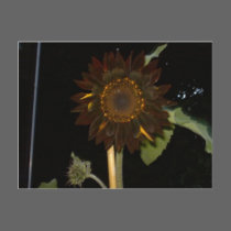 Dark Sunflower at Night postcards