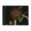 Dark Sunflower at Night postcards