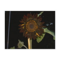 Dark Sunflower at Night postcards