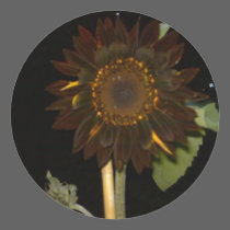 Dark Sunflower at Night stickers