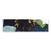 Dark Sunflower in Day bumper stickers