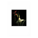 dark wetland posters