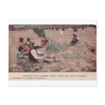 "Darkies In De Goober Patch" Post Cards