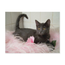 darling Arys Postcards