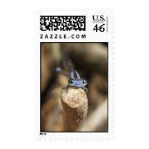 Darling Damselfly (1) Postage Stamps