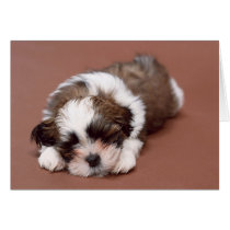 Darling Dog and Puppy Photos Cards, Postage, Gifts by designsbydandy Darling Dog and Puppy Photos Cards, Postage, Gifts